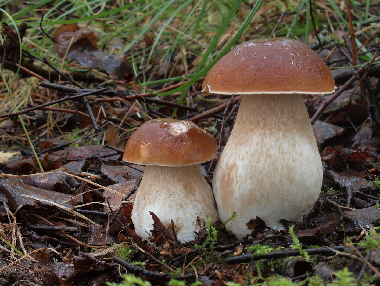 Pilze Pilze