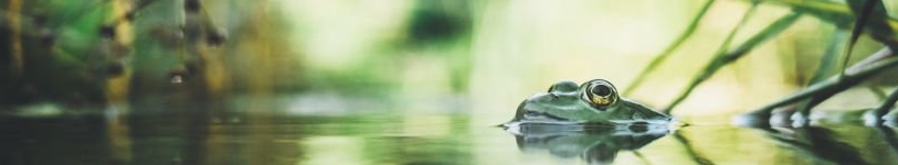 Headerbild