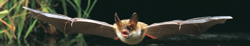 Headerbild Headerbild