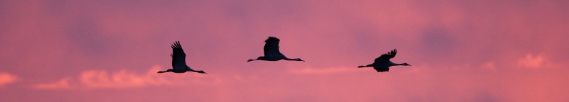 Headerbild Headerbild